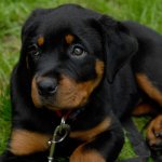 cute-labrador-puppy-hans-and-marion